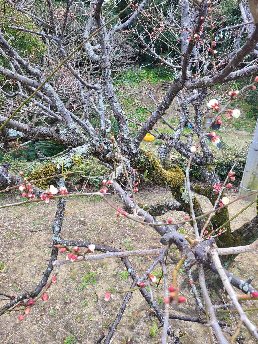 春ぅよ来い！