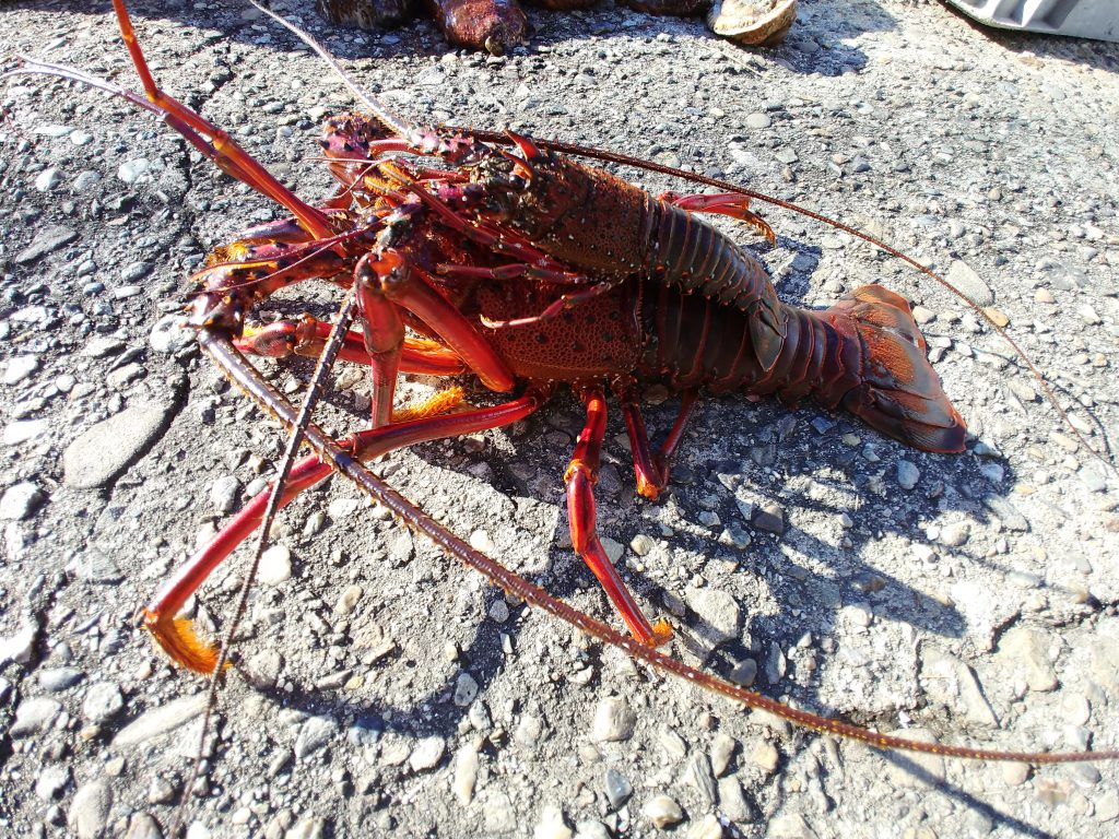 伊勢えびのおんぶ