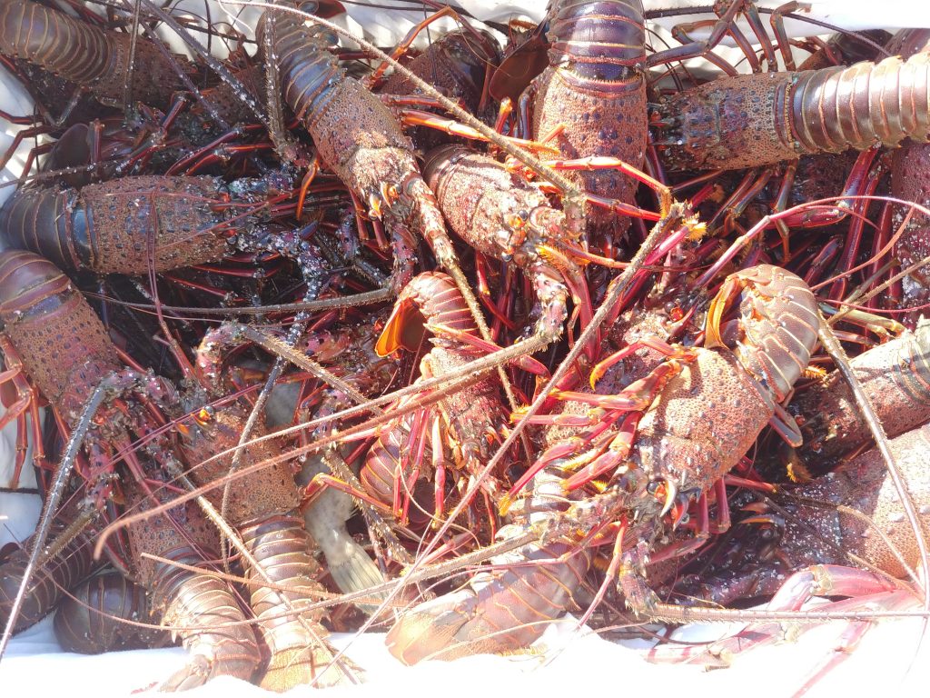 今日も伊勢海老漁